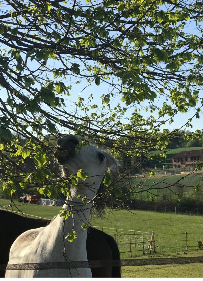 Appartamento In Cascina -La Cascinetta Di Ali- Roatto Экстерьер фото